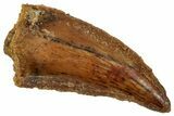 Raptor Tooth - Real Dinosaur Tooth #357952-1